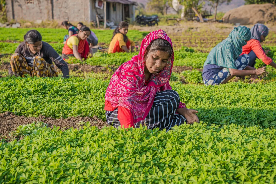 Women farmers tending a lush green crop field in India