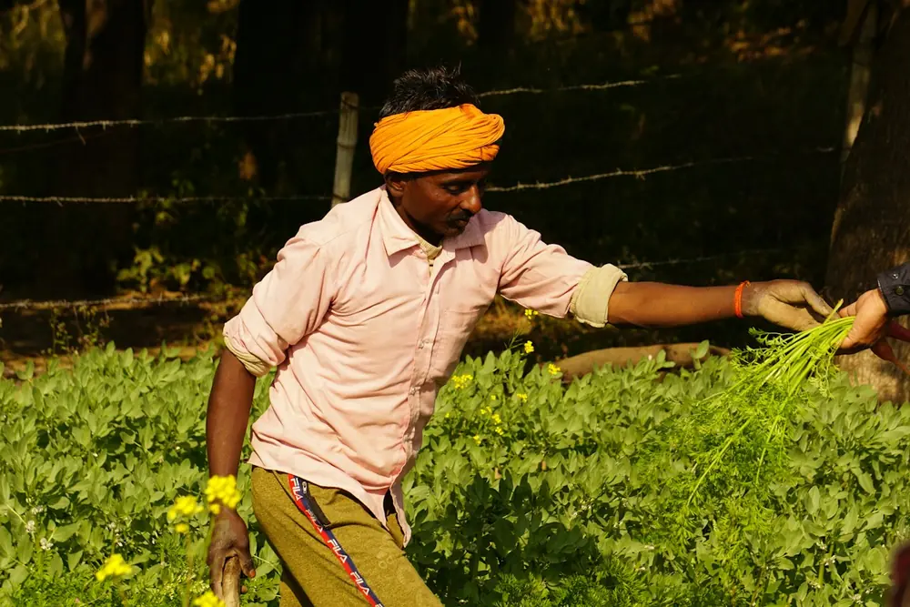 Farmer in a yellow turban working in a green field