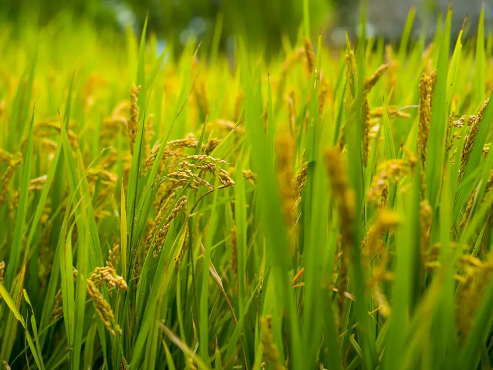 Golden rice panicles ripening in a green paddy field