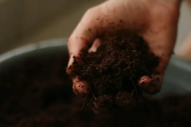 A hand holding rich, dark, living soil